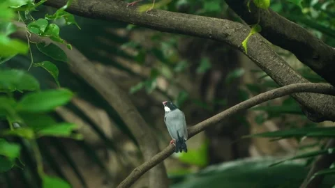Java sparrow Lonchura oryzivora perched on branch taking flight Edward Youde Stock-Footage 335977118