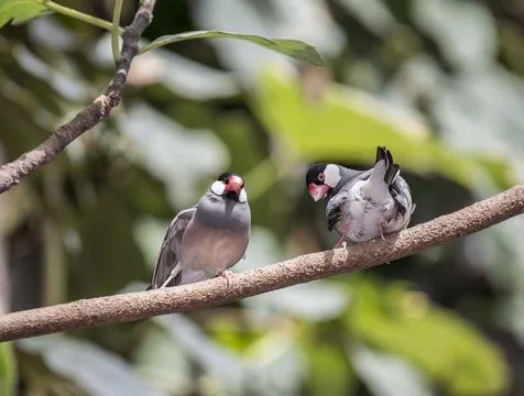 Java Sparrow (Lonchura oryzivora) Stock Photos