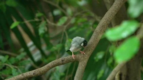 Java sparrow Lonchura oryzivora preening feathers on branch Edward Youde Aviary Video stock 335977137