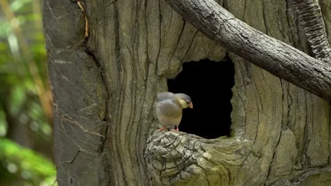 Java sparrow Lonchura oryzivora at tree hollow nest entrance Edward Youde Video stock 335399041