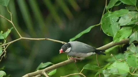 Java sparrow Lonchura oryzivora wiping beak on branch then flying away Edward Stock-Footage 336002017