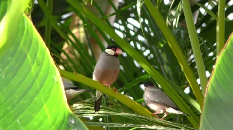 Java Sparrow Non-native Species in Hawaii 库存影片 45591948