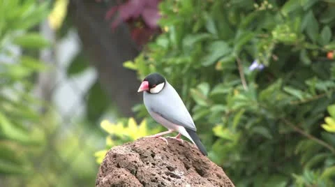 Java Sparrow (Padda oryzivora) Stock Footage 11321182