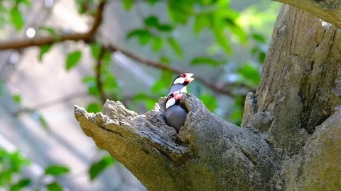 Java Sparrow (Padda Oryzivora) Stock Footage 81726016