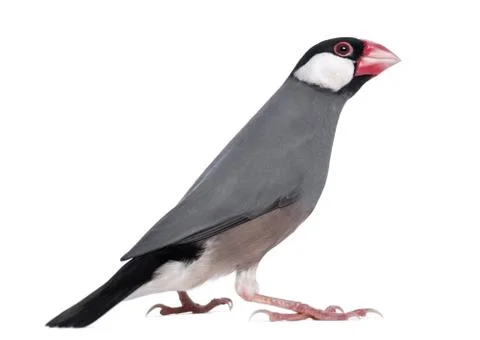 Java Sparrow - Padda oryzivora - isolated on white Stock Photos