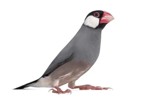 Java Sparrow - Padda oryzivora - isolated on white Stock Photos
