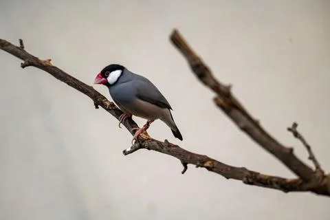 The Java Sparrow (Padda oryzivora). Stock Photos