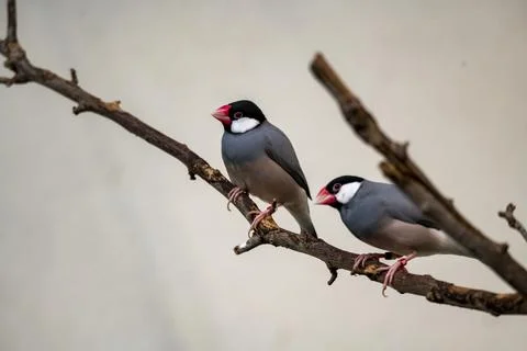 The Java Sparrow (Padda oryzivora). Stock Photos