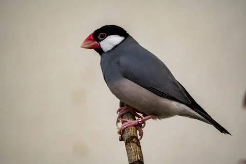 The Java Sparrow (Padda oryzivora). Stock Photos