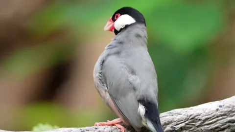 A Java Sparrow pecking its feathers Stock Footage 150555059