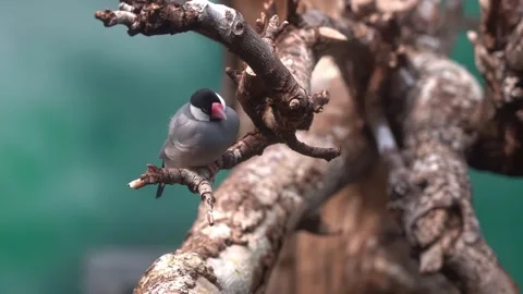 Java sparrow perched almost motionless with chest breathing movements on Stock Footage 252562478