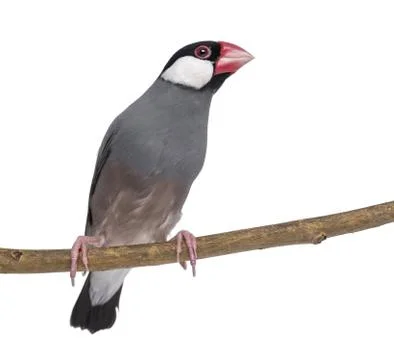 Java Sparrow perched on a branch and looking away - Padda oryzivora - isolated o Stock Photos