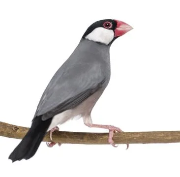 Java Sparrow perched on a branch- Padda oryzivora - isolated on white Stock Photos