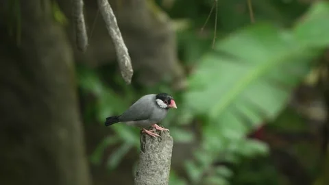 Java Sparrow Perched on Cut Wooden Post at Edward Youde Aviary Hong Kong Park Video stock 335452256