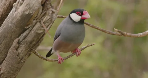 Java Sparrow Perched Looking Around Introduced Non-Native Bird in Hawaii 库存影片 178342788