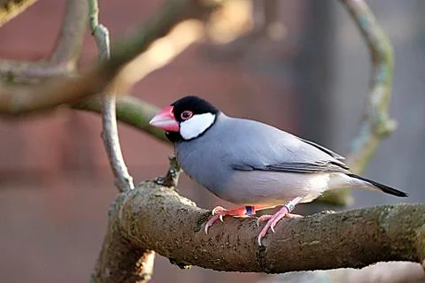 Java Sparrow perched on a tree's branch,Chester Zoo. Stock Photos
