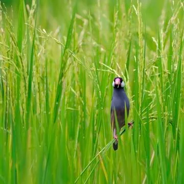 Java sparrow Stock Photos