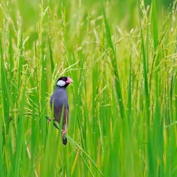 Java sparrow Stock-Fotos