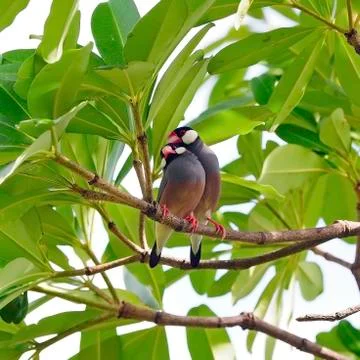 Java sparrow Stock Photos