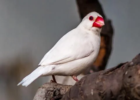Java sparrow Stock Photos
