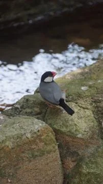The Java Sparrow 스톡 사진