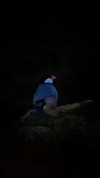 The Java Sparrow Stock-Fotos