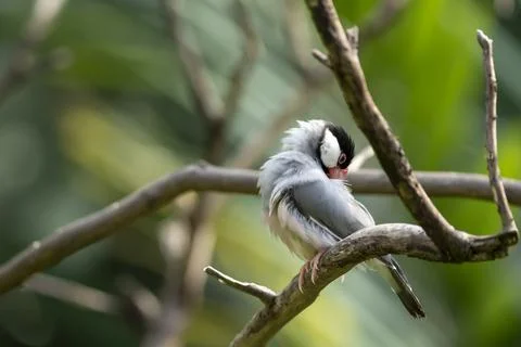 Java Sparrow Stock-Fotos