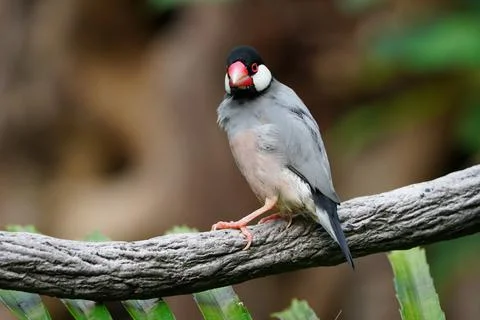 Java Sparrow Stock-Fotos