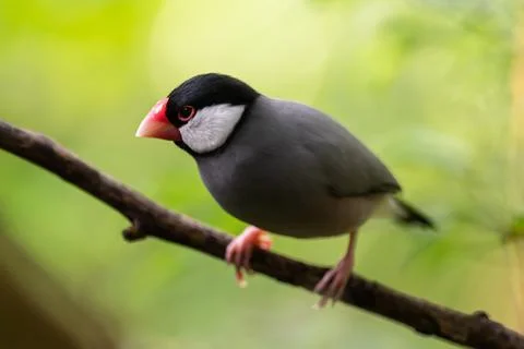 Java Sparrow 库存照片