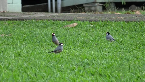 Java Sparrow Several Birds Invasive Alien Exotic Species in Hawaii 库存影片 127280129