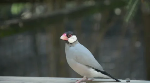 A Java Sparrow Side View With Sound 库存影片 45963839