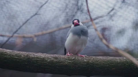 Java sparrow sitting on a branch. 스톡 동영상 230229019