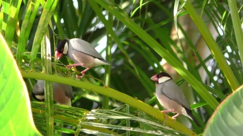 Java Sparrow Songbird Several Alien Exotic Species in Hawaii Stock Footage 127296219