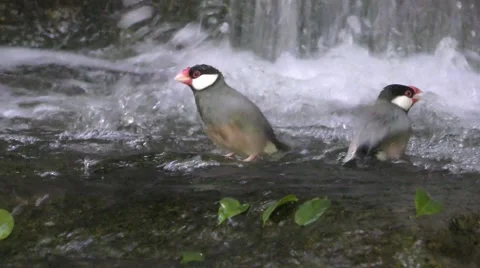 Java Sparrow Songbird Taking a Bath by Waterfall in Australia 库存影片 63497350