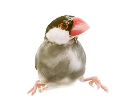Java sparrow in studio Stock-Fotos