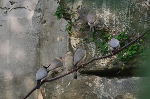 A Java Sparrow take a rest on tree, one of pet bird Photos