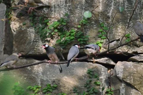 A Java Sparrow take a rest on tree, one of pet bird Stock Photos