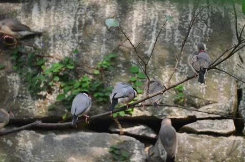 A Java Sparrow take a rest on tree, one of pet bird Photos