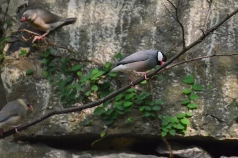 A Java Sparrow take a rest on tree, one of pet bird Photos