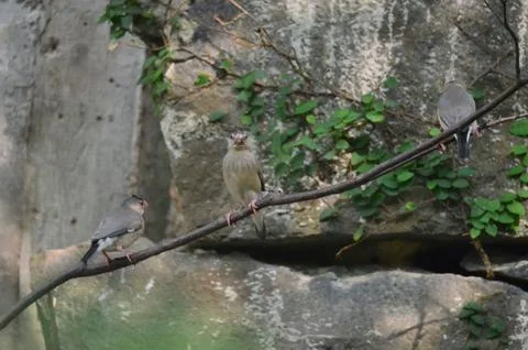 A Java Sparrow take a rest on tree, one of pet bird Photos