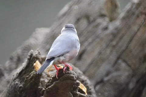 A Java Sparrow take a rest on tree, one of pet bird Photos
