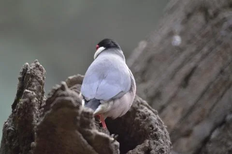 A Java Sparrow take a rest on tree, one of pet bird Photos