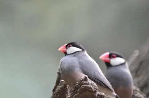 A Java Sparrow take a rest on tree, one of pet bird Photos
