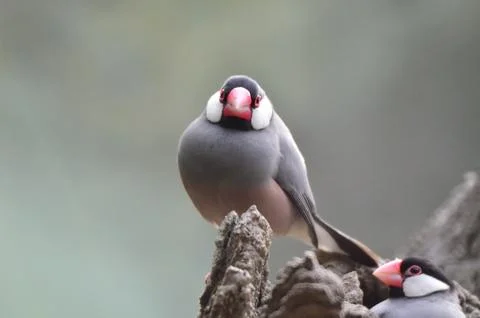 A Java Sparrow take a rest on tree, one of pet bird Photos