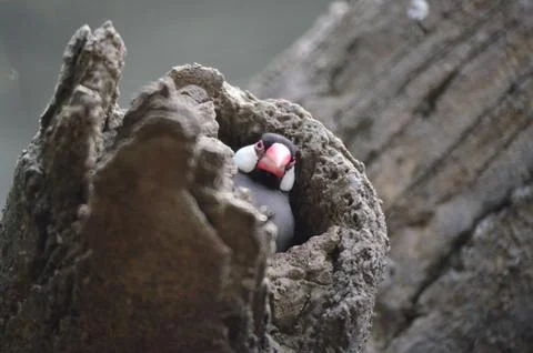 A Java Sparrow take a rest on tree, one of pet bird Photos