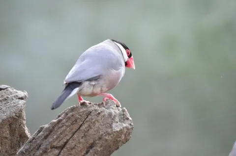 A Java Sparrow take a rest on tree, one of pet bird Photos