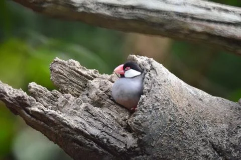 A Java Sparrow take a rest on tree, one of pet bird 库存照片
