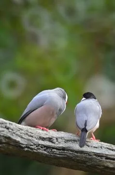 A Java Sparrow take a rest on tree, one of pet bird Photos