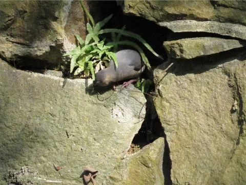 A Java Sparrow take a rest on tree, one of pet bird Photos