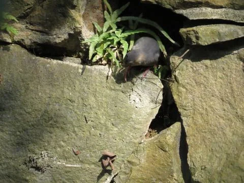 A Java Sparrow take a rest on tree, one of pet bird Photos